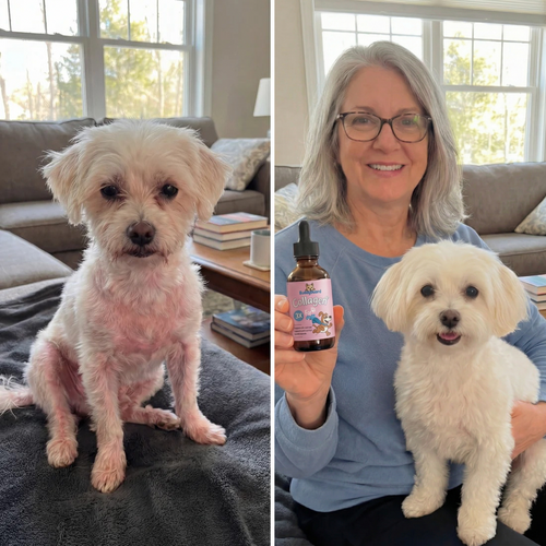BuddyGuard: The Liquid Collagen That Fixes Your Dog From The Inside Out